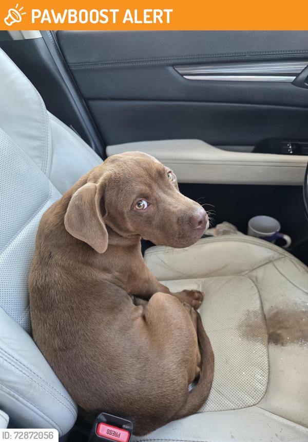Found/Stray Female Dog last seen Guidy Lane, Escambia County, FL 32514