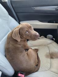 Found/Stray Female Dog last seen Guidy Lane, Escambia County, FL 32514