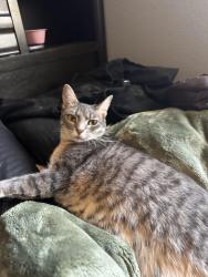 Reunited Female Cat last seen C & Zurich St, Golden Terrace, Golden, CO, Golden, CO 80401