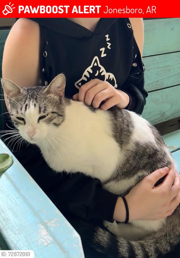 Lost Male Cat last seen Indian Trails St. , Jonesboro, AR 72401