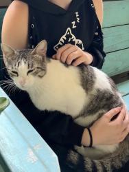 Lost Male Cat last seen Indian Trails St. , Jonesboro, AR 72401