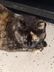 Found/Stray Unknown Cat last seen Ripley and Turk Palm Bay FL, Palm Bay, FL 32907