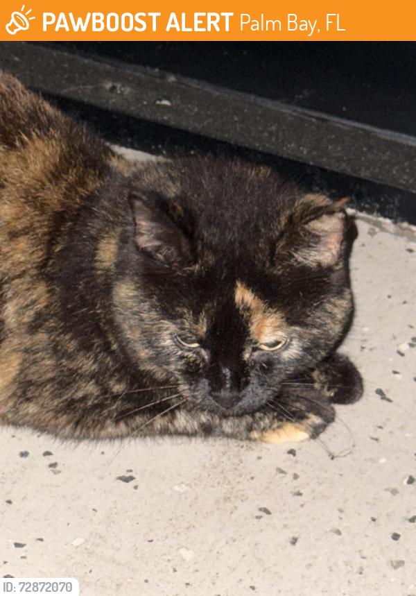 Found/Stray Unknown Cat last seen Ripley and Turk Palm Bay FL, Palm Bay, FL 32907