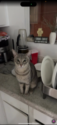 Reunited Male Cat last seen Near Alexandria Ave, Los Angeles, CA 90004, USA, Los Angeles, CA 90004