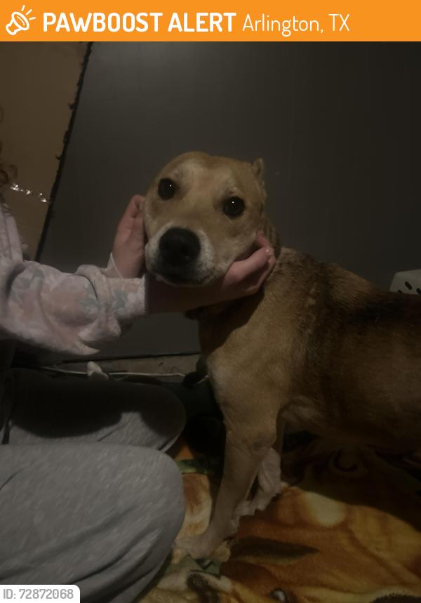 Found/Stray Female Dog last seen Arlington , near Randol Mill road , Arlington, TX 76012