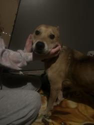 Found/Stray Female Dog last seen Arlington , near Randol Mill road , Arlington, TX 76012