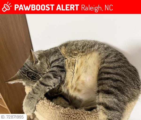 Lost Male Cat last seen Buffaloe Rd near near Buffaloe grocery, Raleigh, NC 27604