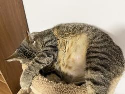 Lost Male Cat last seen Buffaloe Rd near near Buffaloe grocery, Raleigh, NC 27604