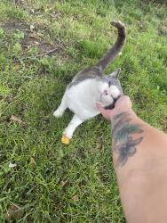 Lost Male Cat last seen E23 County  home Rd by amber, Monticello, IA 52310