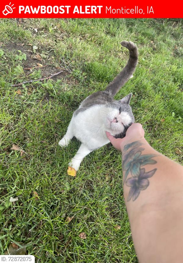 Lost Male Cat last seen E23 County  home Rd by amber, Monticello, IA 52310