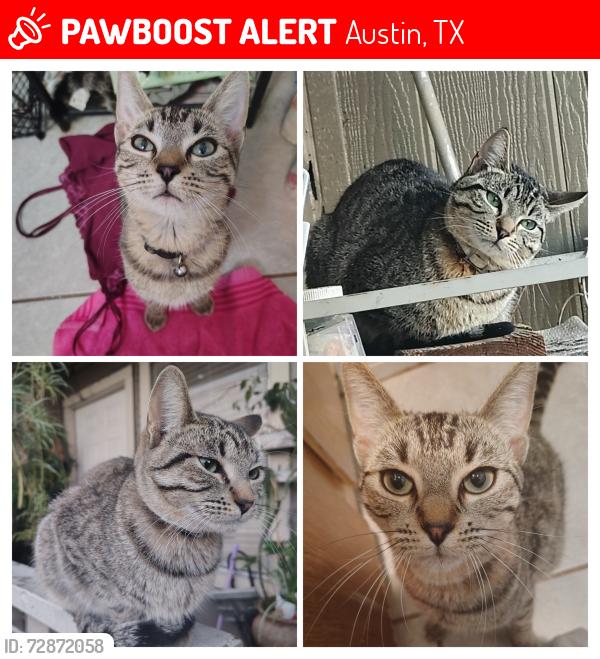 Lost Male Cat last seen Brownie neighborhood park , Austin, TX 78753