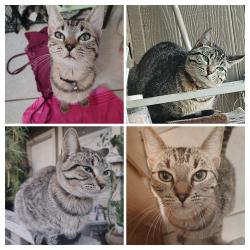 Lost Male Cat last seen Brownie neighborhood park , Austin, TX 78753