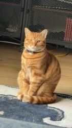 Reunited Male Cat last seen kings cove drive and switzer , Merriam, KS 66203