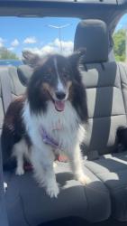 Reunited Female Dog last seen Palm Harbor, FL, USA, Palm Harbor, FL 34683