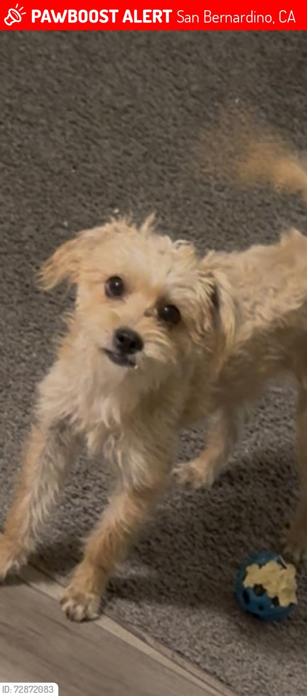 Lost Female Dog last seen G st and highland ave, San Bernardino, CA 92405