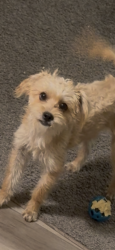 Lost Female Dog last seen G st and highland ave, San Bernardino, CA 92405