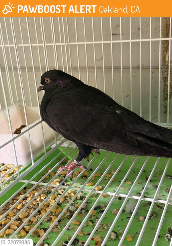 Found/Stray Unknown Bird last seen Ghormley ave, Oakland, CA 94603