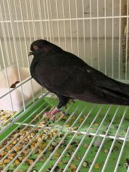 Found/Stray Unknown Bird last seen Ghormley ave, Oakland, CA 94603