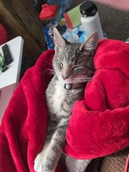 Lost Female Cat last seen 10th ave, Denver, CO 80204