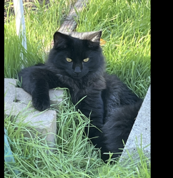 Lost Male Cat last seen 9th and C Street, Lincoln, CA 95648