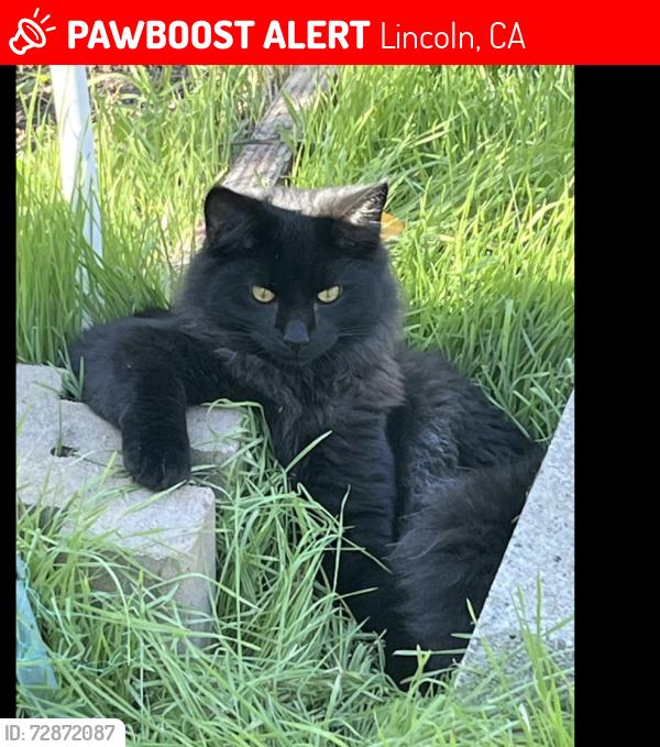 Lost Male Cat last seen 9th and C Street, Lincoln, CA 95648