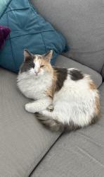 Lost Female Cat last seen Plum Grove Lane and Orchard Trail Drive, Pearland, TX 77581