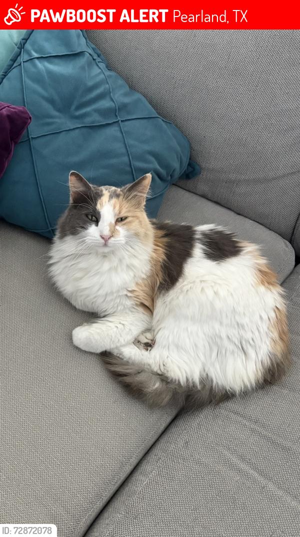 Lost Female Cat last seen Plum Grove Lane and Orchard Trail Drive, Pearland, TX 77581