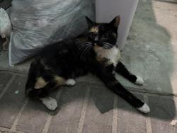 Found/Stray Unknown Cat last seen Cottonwood & Morrison , Moreno Valley, CA 92555