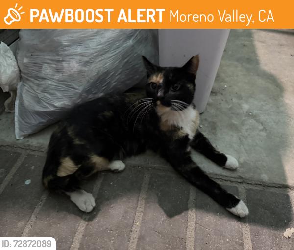 Found/Stray Unknown Cat last seen Cottonwood & Morrison , Moreno Valley, CA 92555