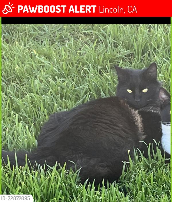 Lost Male Cat last seen 8th st Lincoln ca , Lincoln, CA 95648