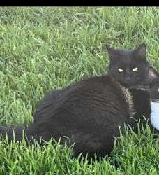 Lost Male Cat last seen 8th st Lincoln ca , Lincoln, CA 95648