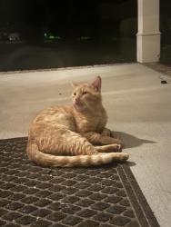 Found/Stray Male Cat last seen Bates Pike and Bea Street, Cleveland, TN 37323