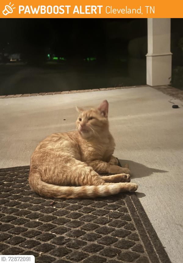 Found/Stray Male Cat last seen Bates Pike and Bea Street, Cleveland, TN 37323