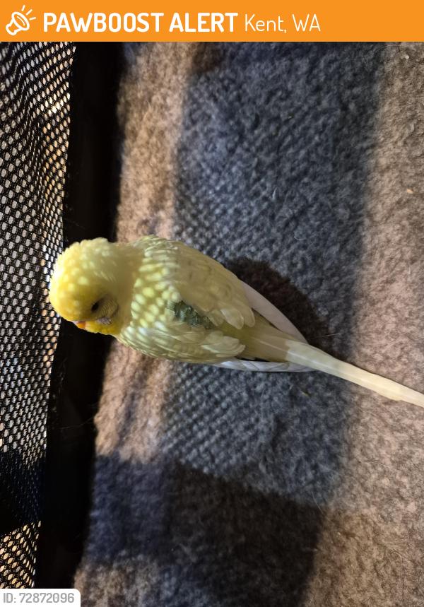 Found/Stray Unknown Bird last seen 281st Ct Se , Kent, WA 98042
