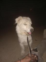 Found/Stray Female Dog last seen San Bernardino, California.\n Zip code 92404 DEL Rosa., San Bernardino, CA 92404