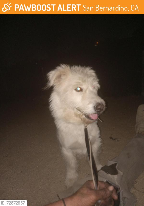 Found/Stray Female Dog last seen San Bernardino, California.\n Zip code 92404 DEL Rosa., San Bernardino, CA 92404