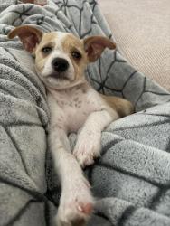 Reunited Male Dog last seen freeport dr, Montgomery County, TX 77356