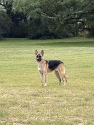 Found/Stray Female Dog last seen Todville and Red Bluff, Seabrook, TX 77586