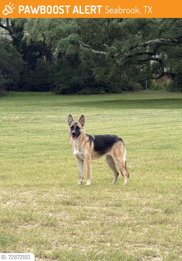 Found/Stray Female Dog last seen Todville and Red Bluff, Seabrook, TX 77586