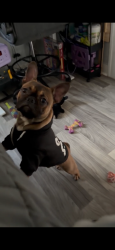 Lost Male Dog last seen Mersington ave small street near village apmts , Kansas City, MO 64130