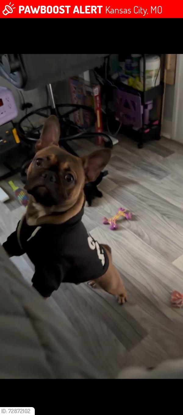 Lost Male Dog last seen Mersington ave small street near village apmts , Kansas City, MO 64130