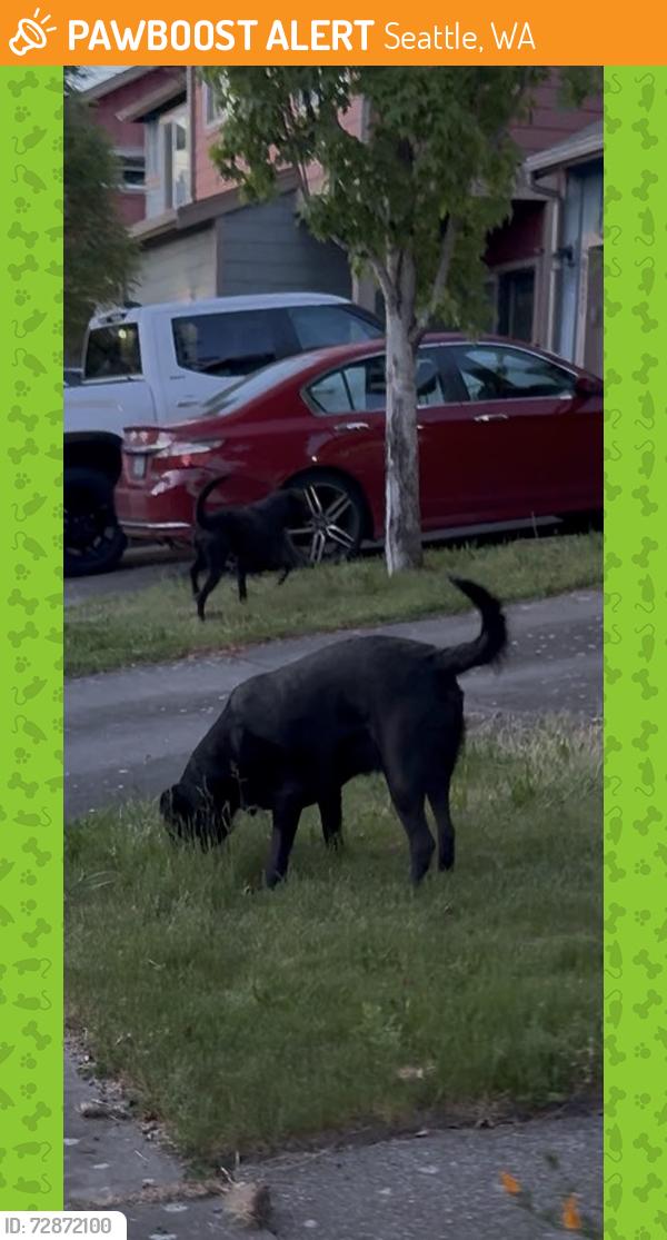 Found/Stray Unknown Dog last seen Wolcott Ave S and Seward Park, Seattle, WA 98118