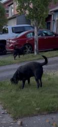 Found/Stray Unknown Dog last seen Wolcott Ave S and Seward Park, Seattle, WA 98118