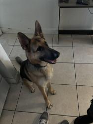 Lost Male Dog last seen Gladden Park, 30th Ave N and 38th St N, St. Petersburg, FL 33713