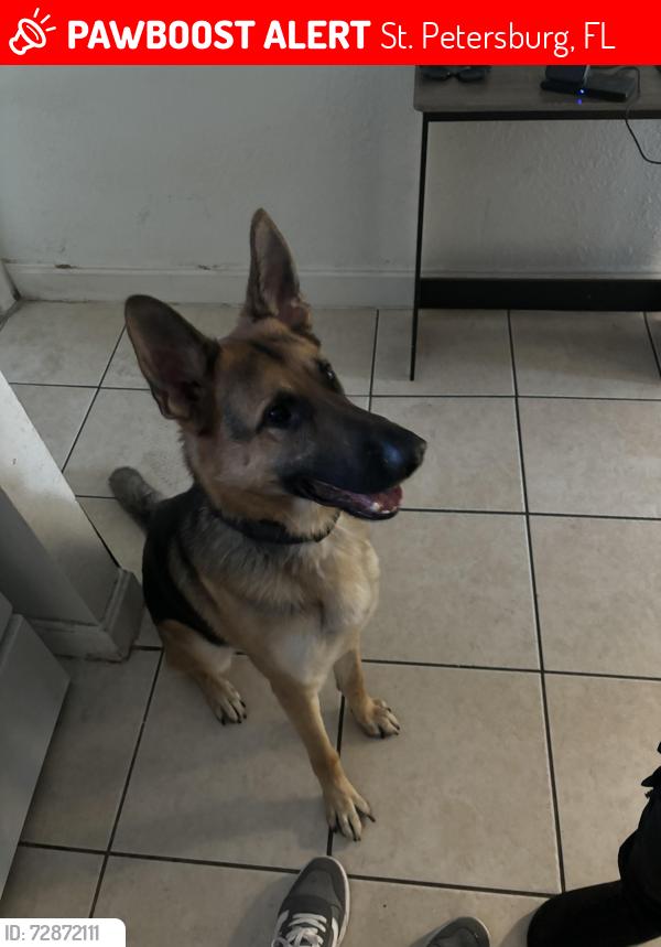 Lost Male Dog last seen Gladden Park, 30th Ave N and 38th St N, St. Petersburg, FL 33713