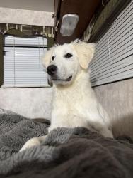 Lost Female Dog last seen McDonald , Adelanto, CA 92301