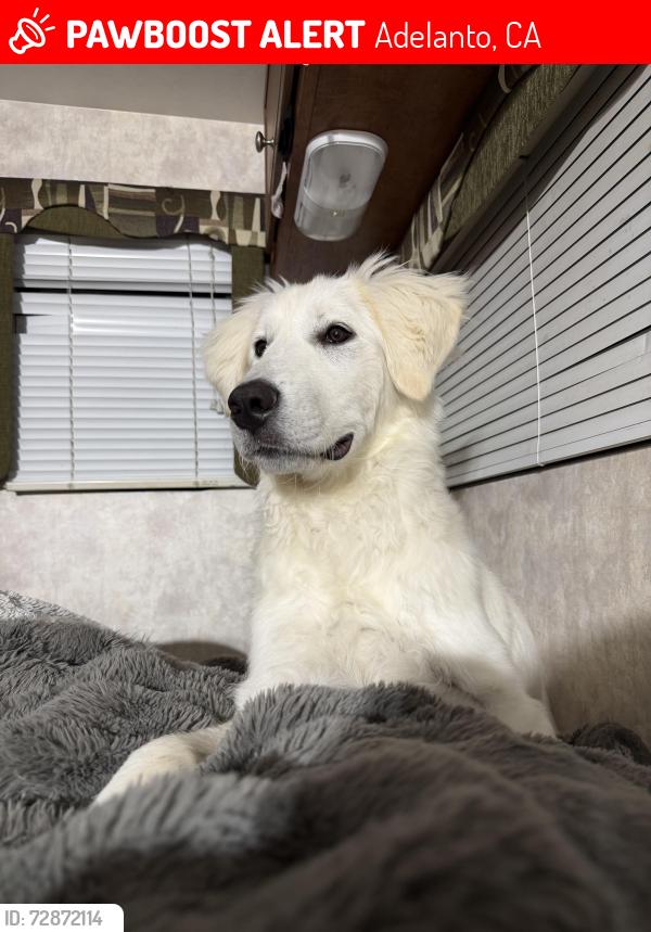Lost Female Dog last seen McDonald , Adelanto, CA 92301