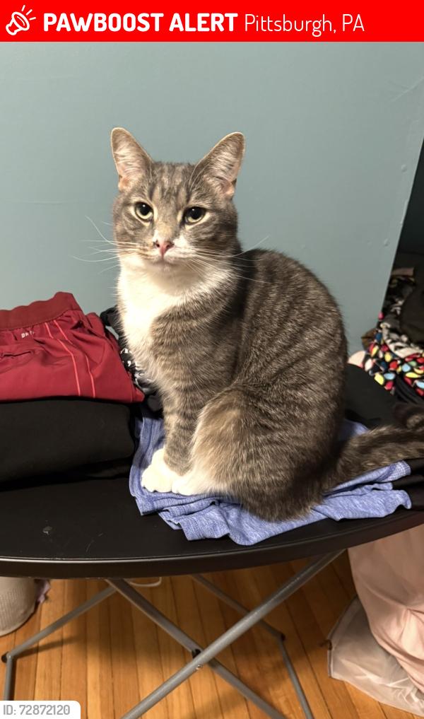 Lost Male Cat last seen Koch Park, Pittsburgh, PA 15221