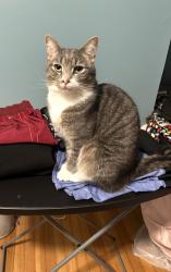 Lost Male Cat last seen Koch Park, Pittsburgh, PA 15221