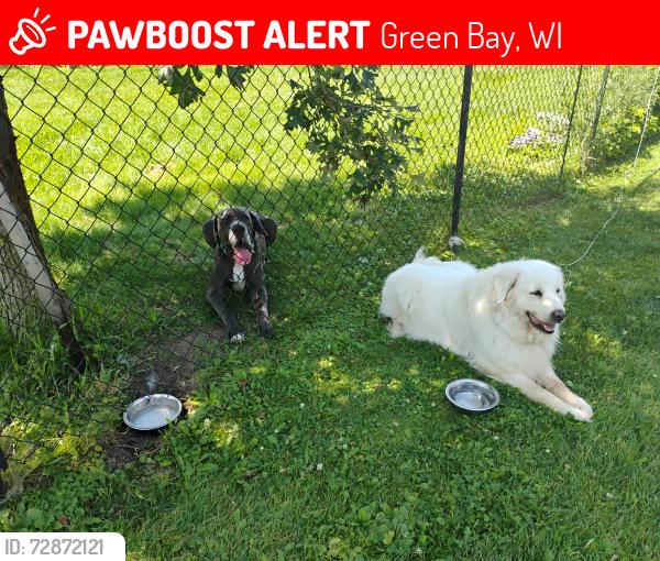 Lost Female Dog last seen Aspen lane. Near Taylor drive  depot, Green Bay, WI 54303
